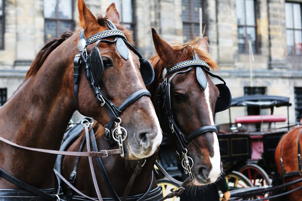 Cappadocia Horse Safari