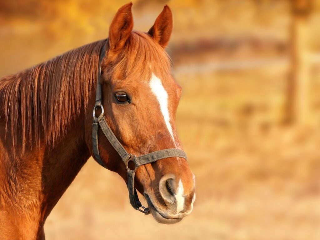 Cappadocia Horse Safari Tour