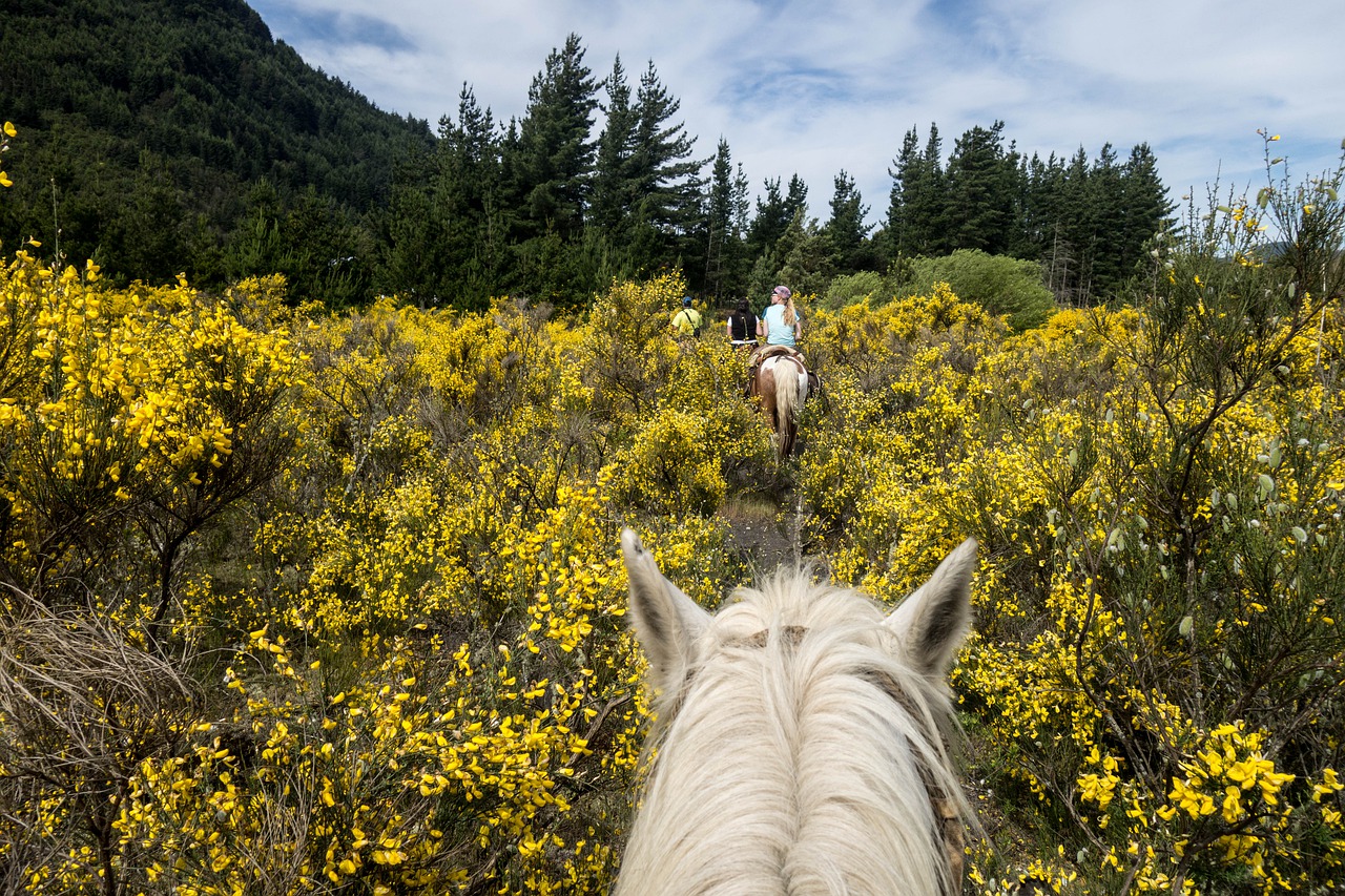 Cappadocia Horse Safari